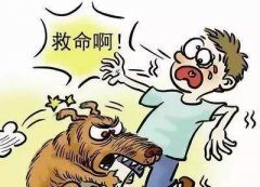 如遇恶犬咬人该怎么办？这些知识也许能救命！