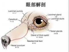 狗狗眼里常含泪水，是为爱感动吗？