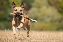 doing these five steps will allow you to train your dog with ease