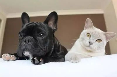 the reason why cats and dogs have become "wrongdoers" is no wonder that they are so fighting