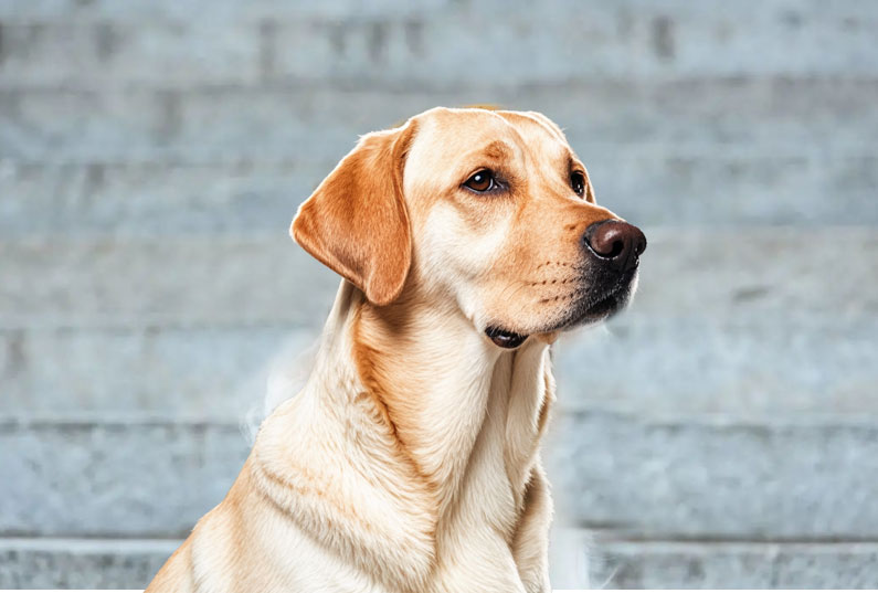 拉布拉多犬好养吗？看完它的优缺点你就知道了