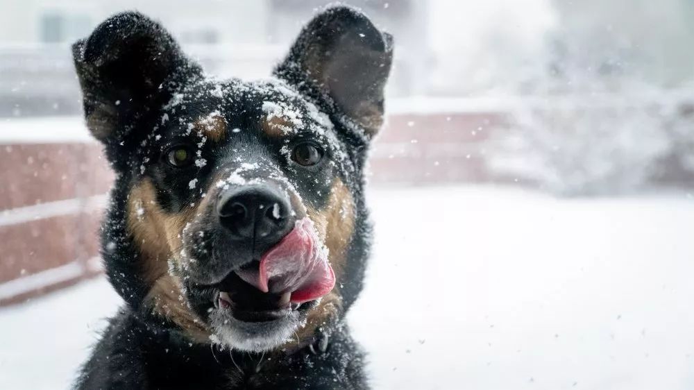 the "5 big mistakes" of raising dogs in winter, have you been recruited?